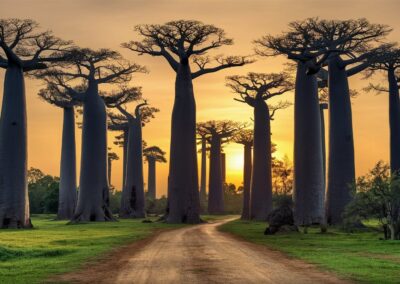 Avenue of the Baobabs