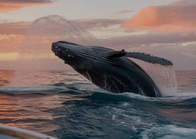 Whale watching in Sainte Marie
