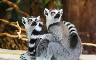 Exploring Madagascar’s Unique Wildlife