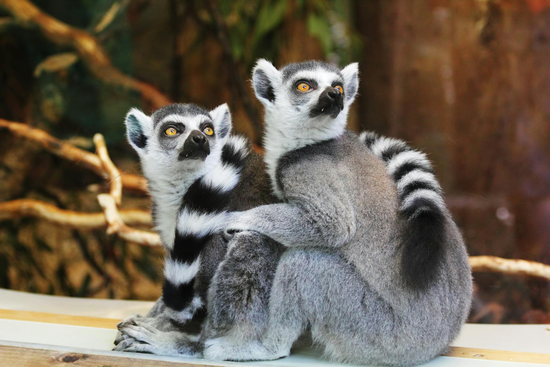 Wildlife - Lemurs